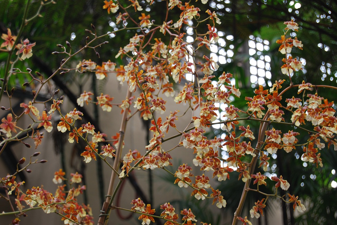 orchid flower bloom free photo