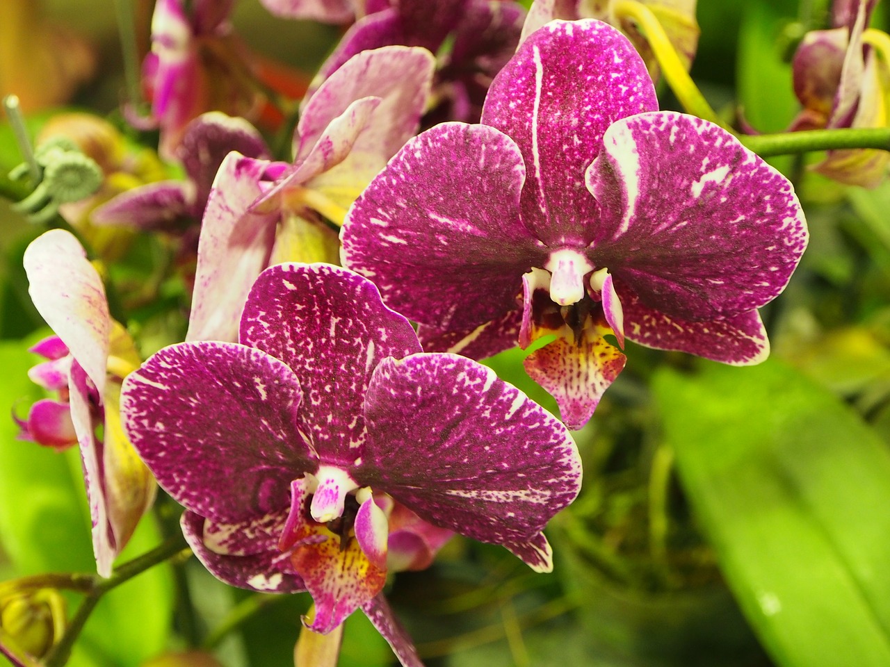 orchid butterfly the falkland islands purple free photo