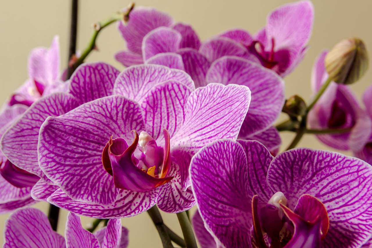 orchid plant blossom free photo