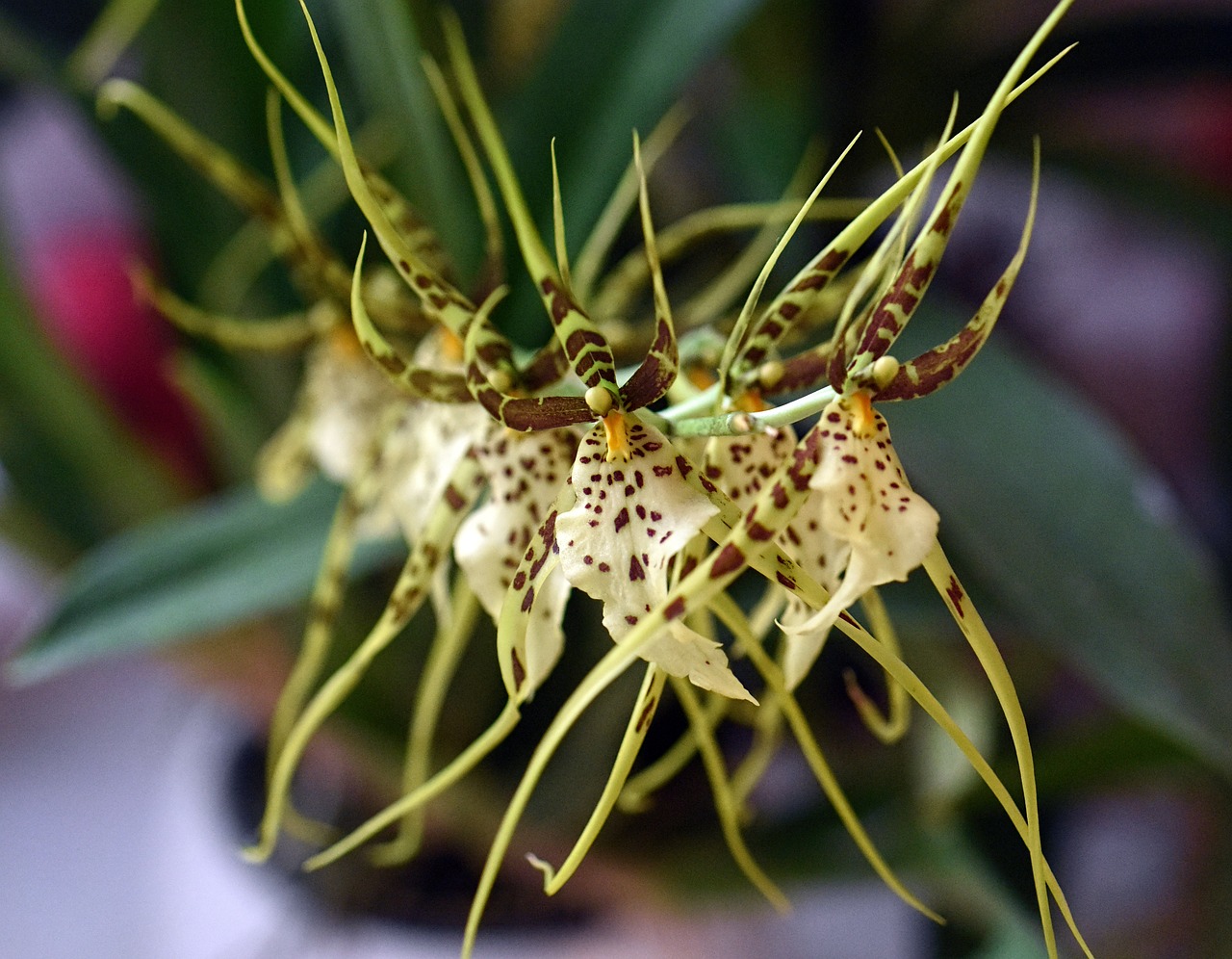 orchid flower brassia free photo