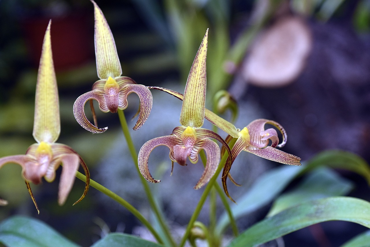 orchid bulbophyllum plant free photo