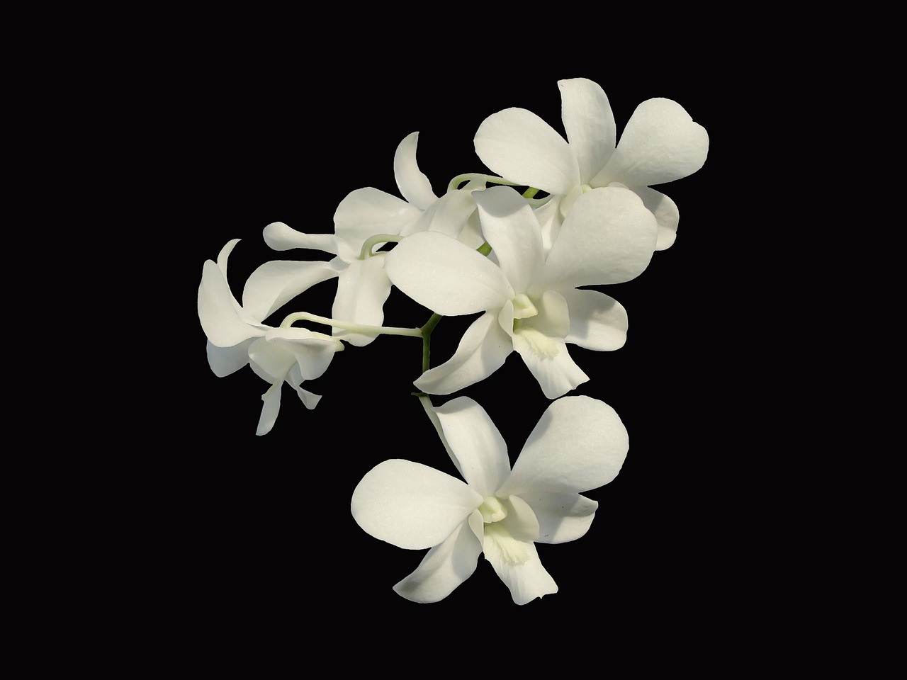 orchid white flower flora free photo