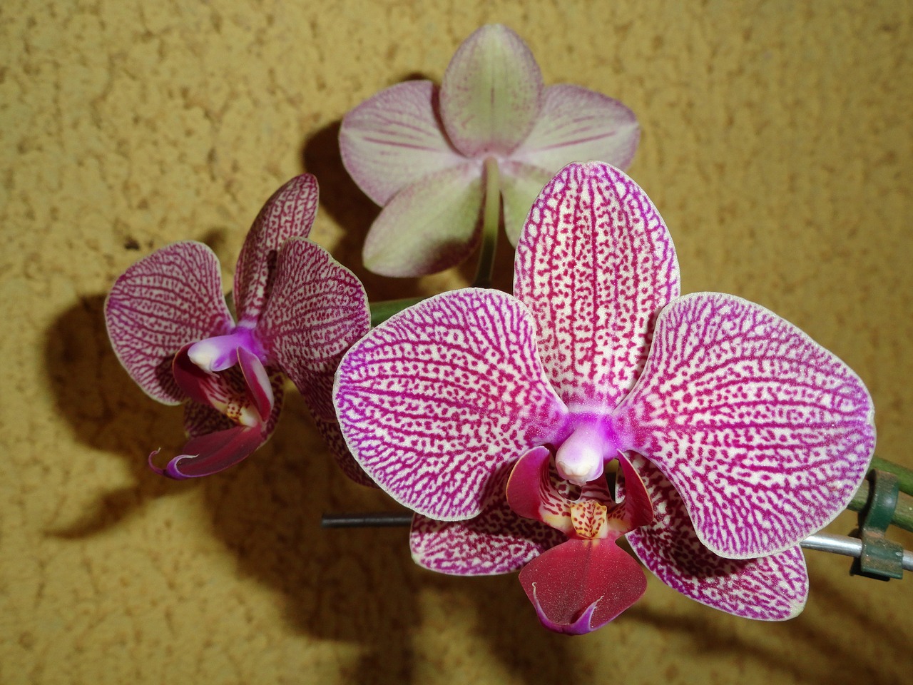 orchid flowers garden free photo
