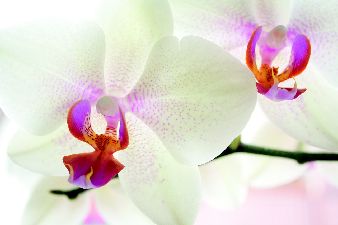 orchid flower nature free photo