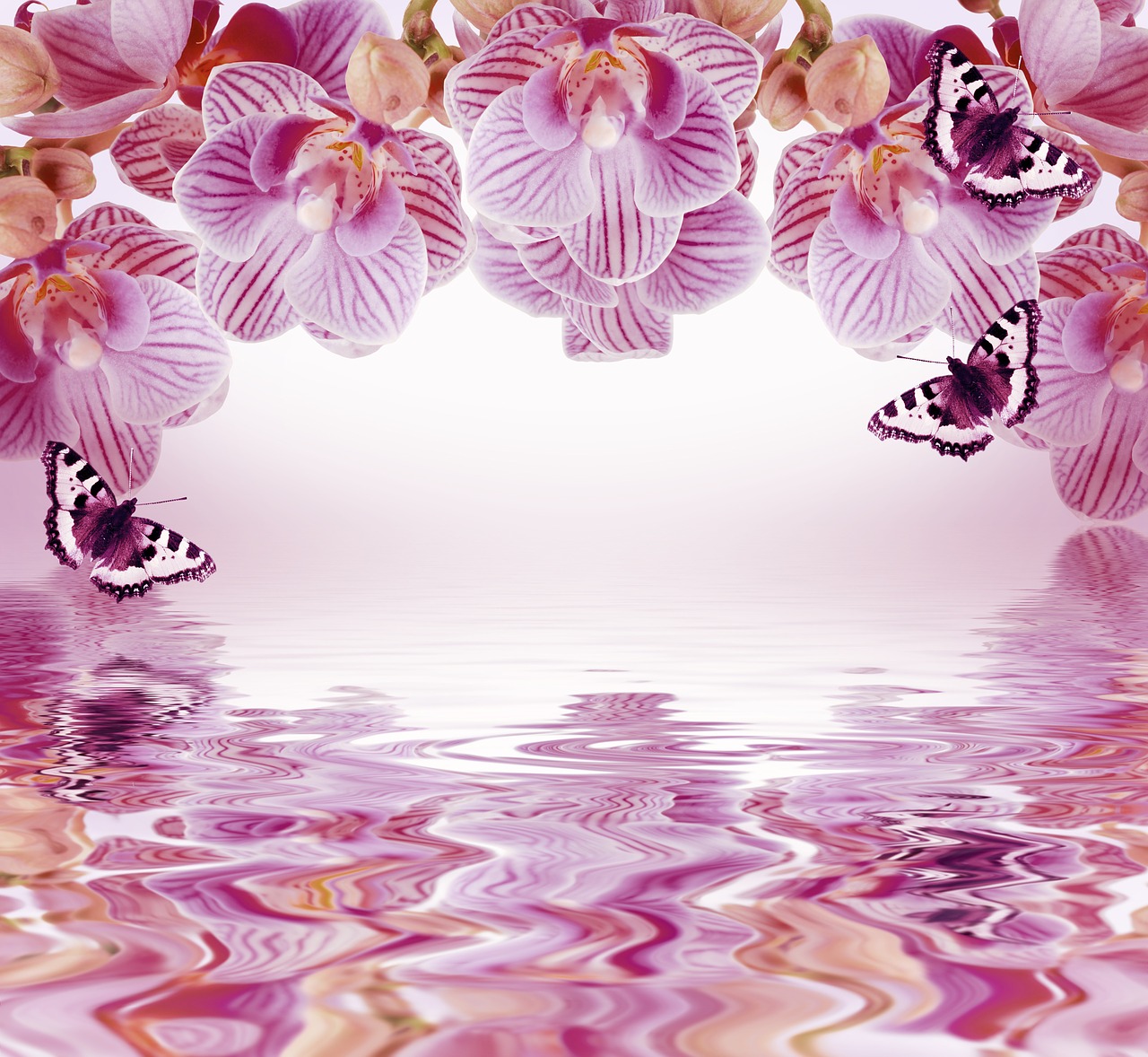 orchid background flowers free photo