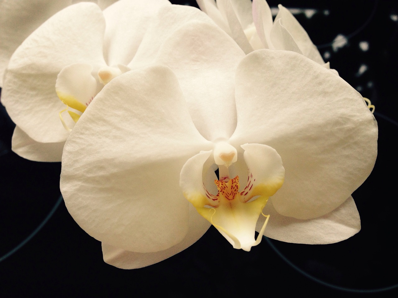 orchid white flower free photo