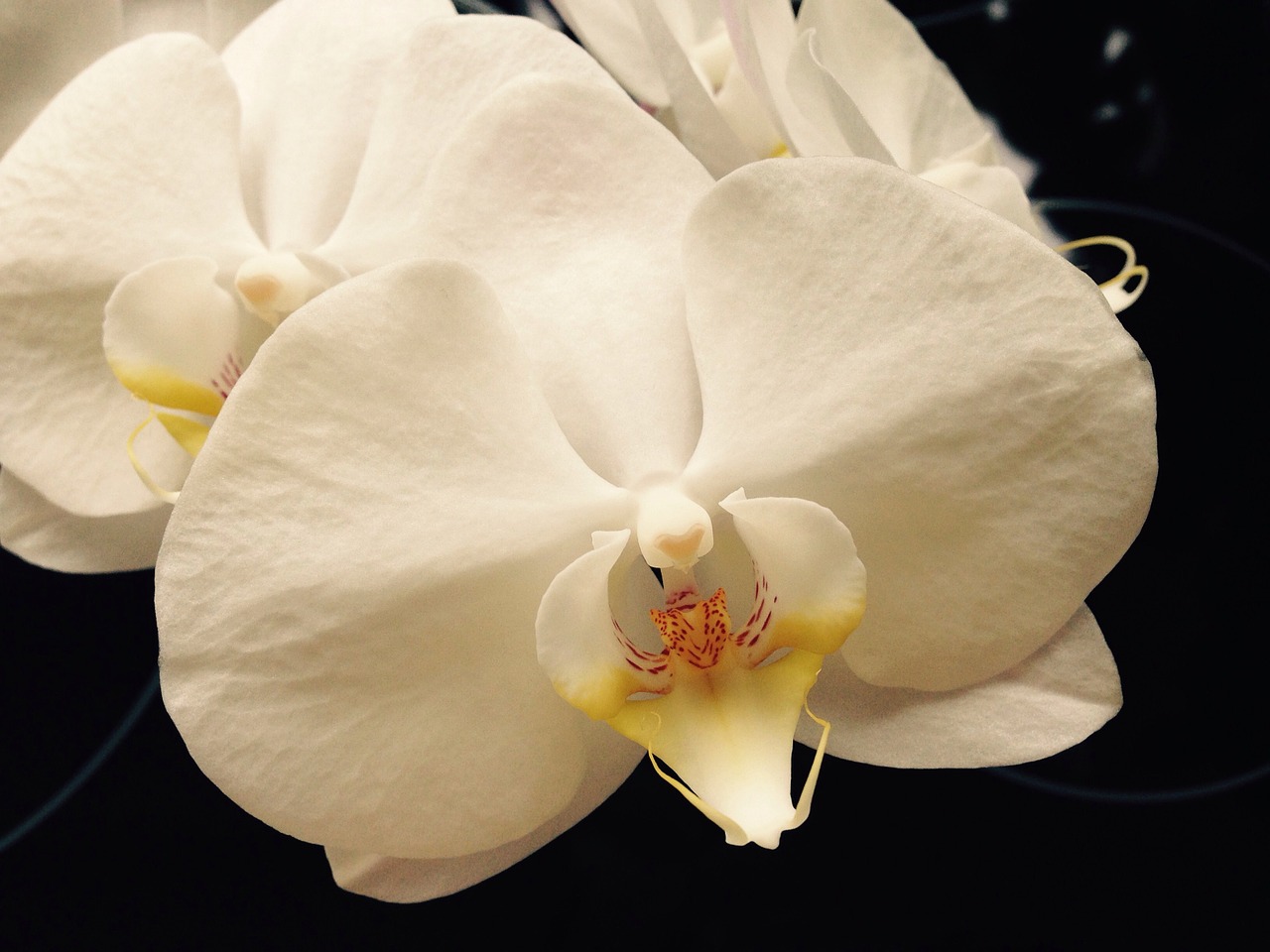 orchid white flower free photo