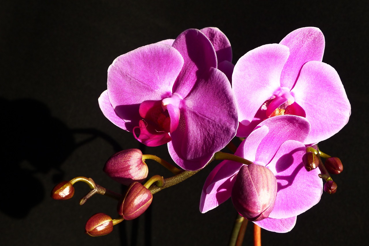 orchid flower close free photo