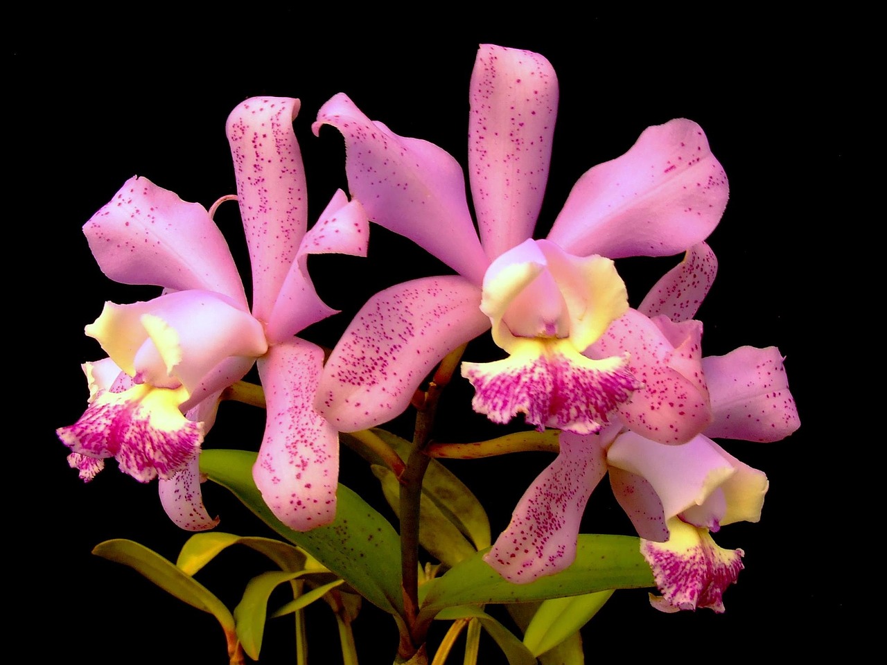 orchid plant flower free photo