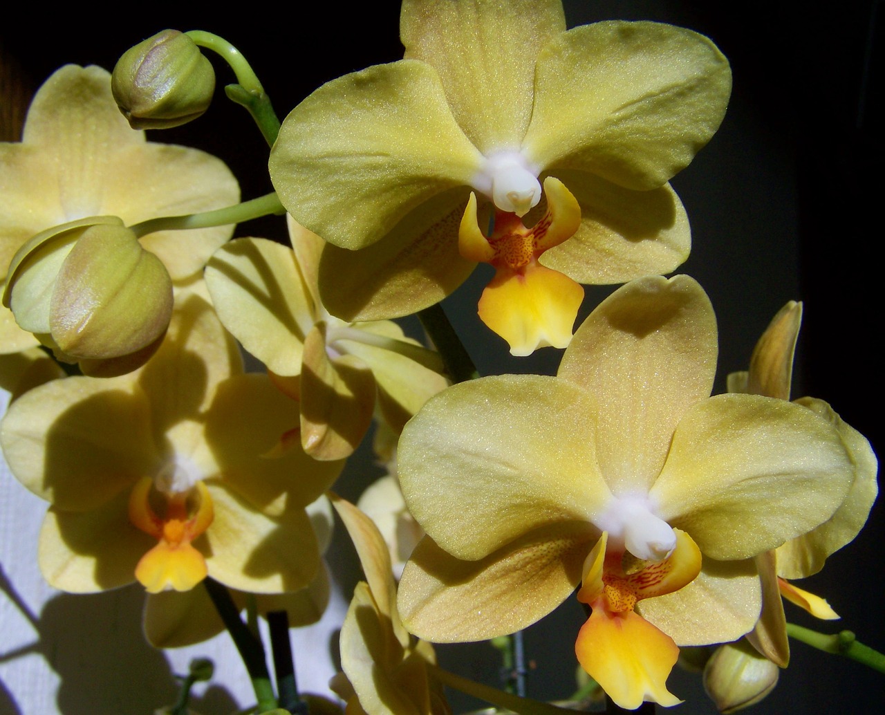 orchid pale yellow flower room plant free photo