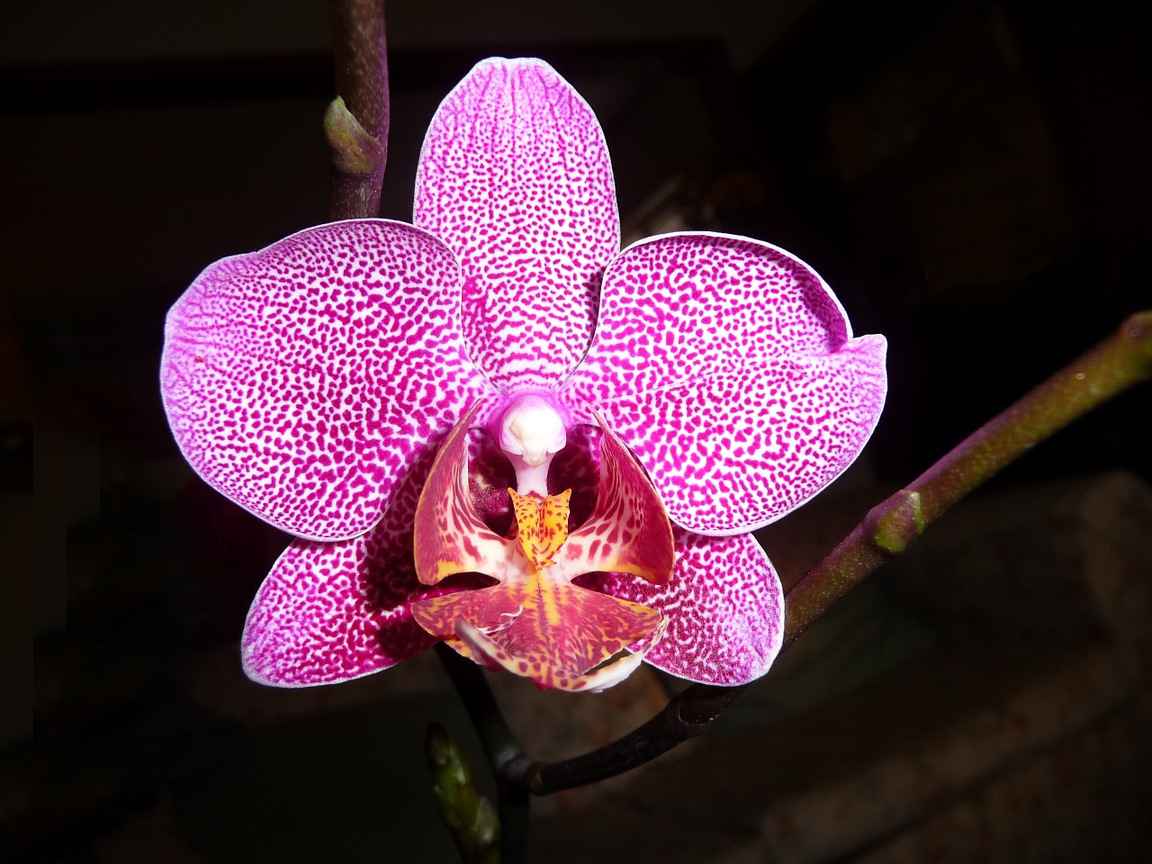 orchid phalaenopsis flower free photo