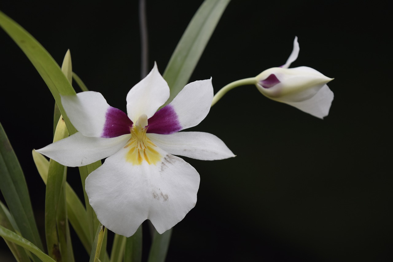 orchid flower nature free photo