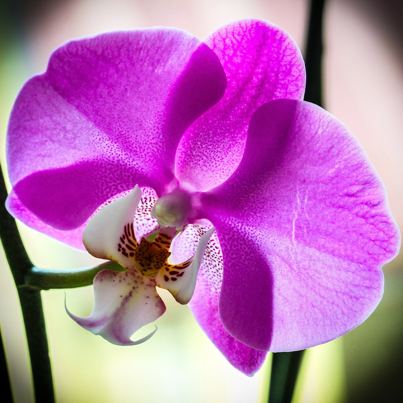 orchid macro violet free photo