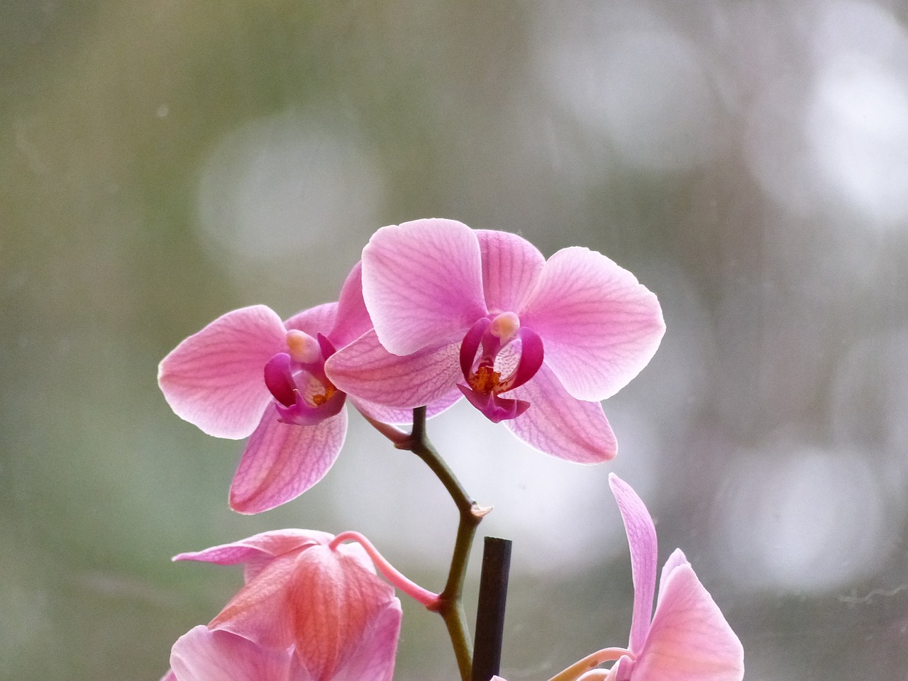 orchid blossom bloom free photo