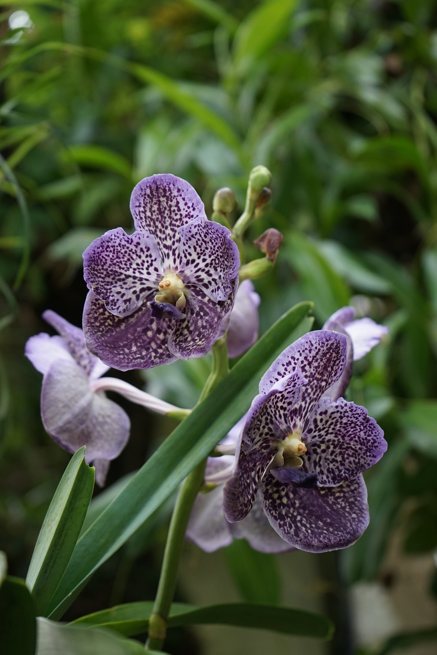 orchid blossom bloom free photo