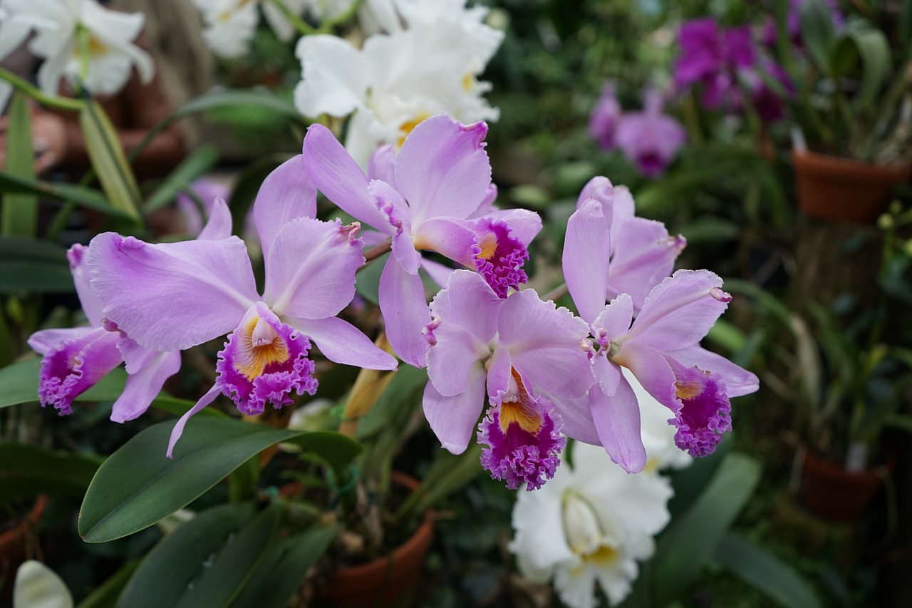 orchid flowers close free photo