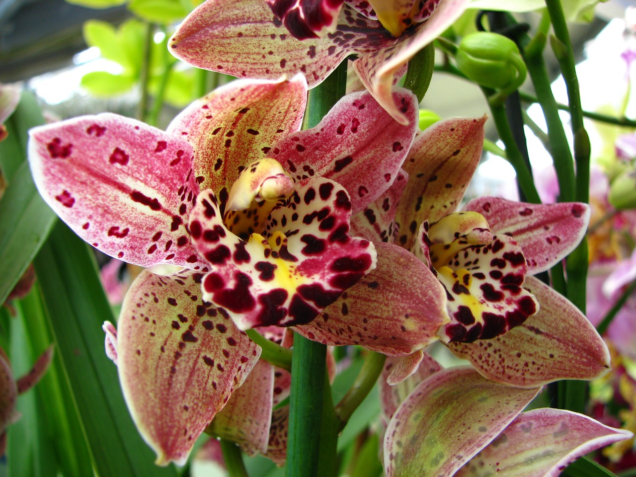 orchid pink keukenhof free photo