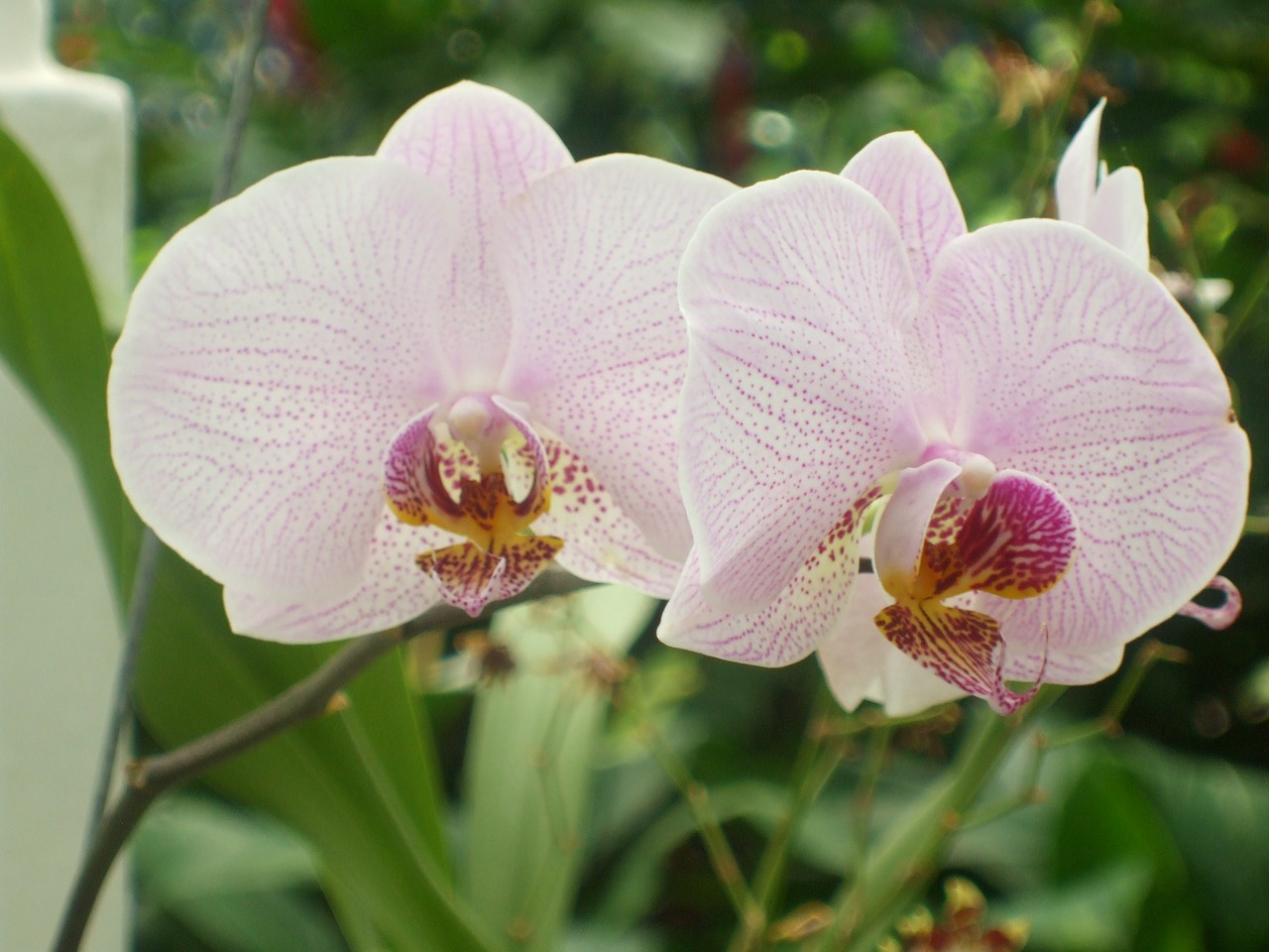 orchid flower nature free photo