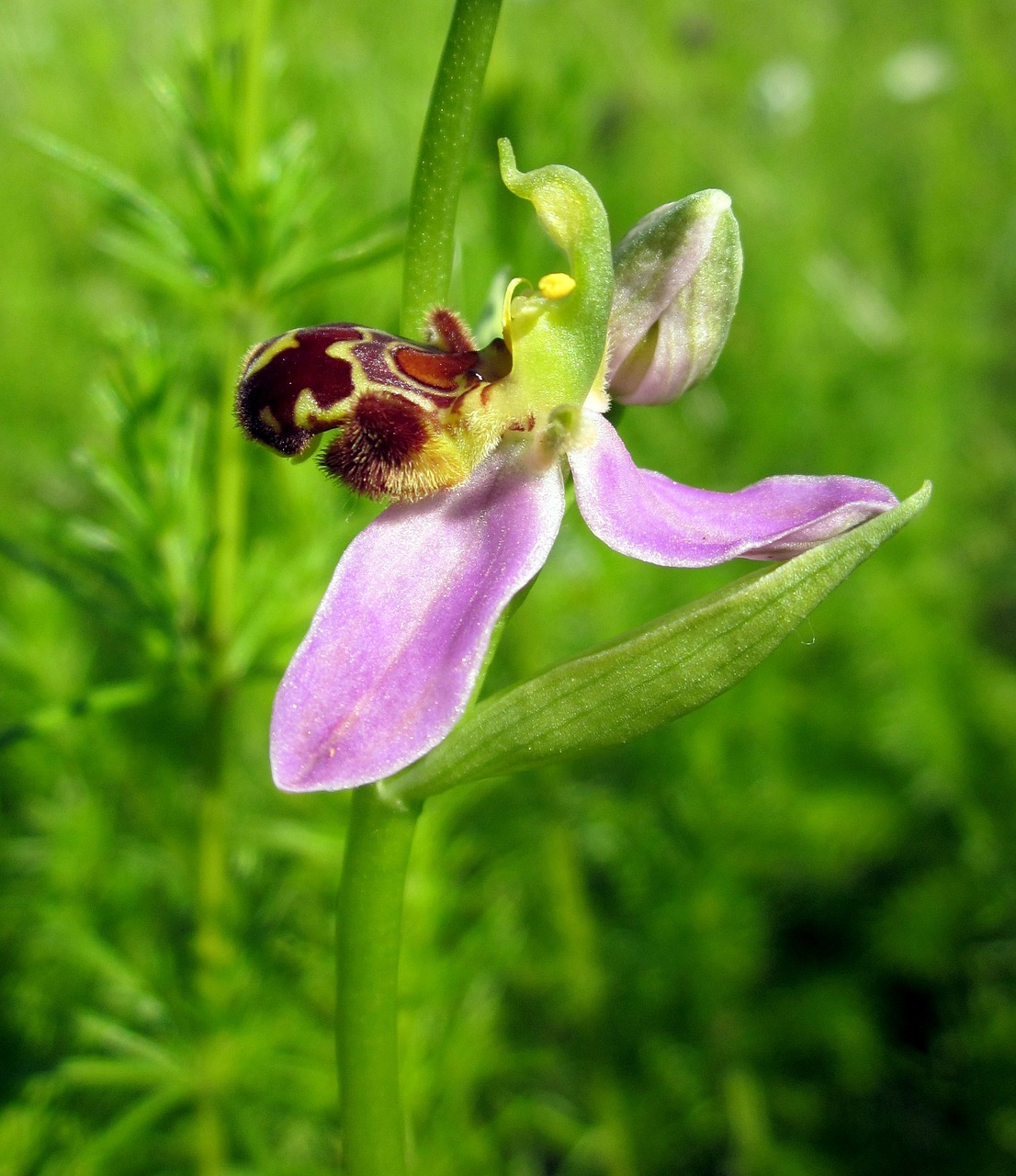 orchid bee orchid flower free photo