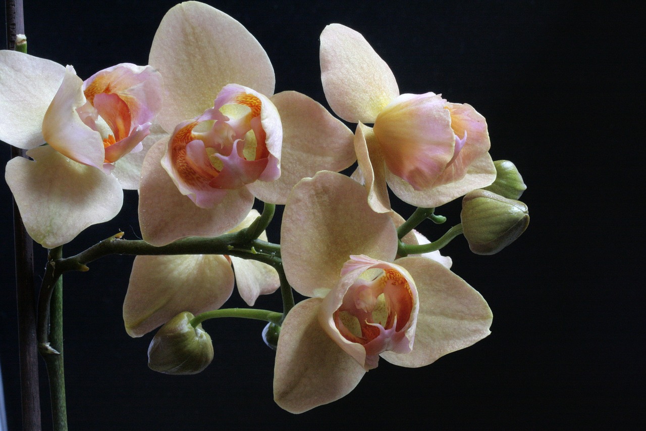 orchid phaleonopsis flowers free photo