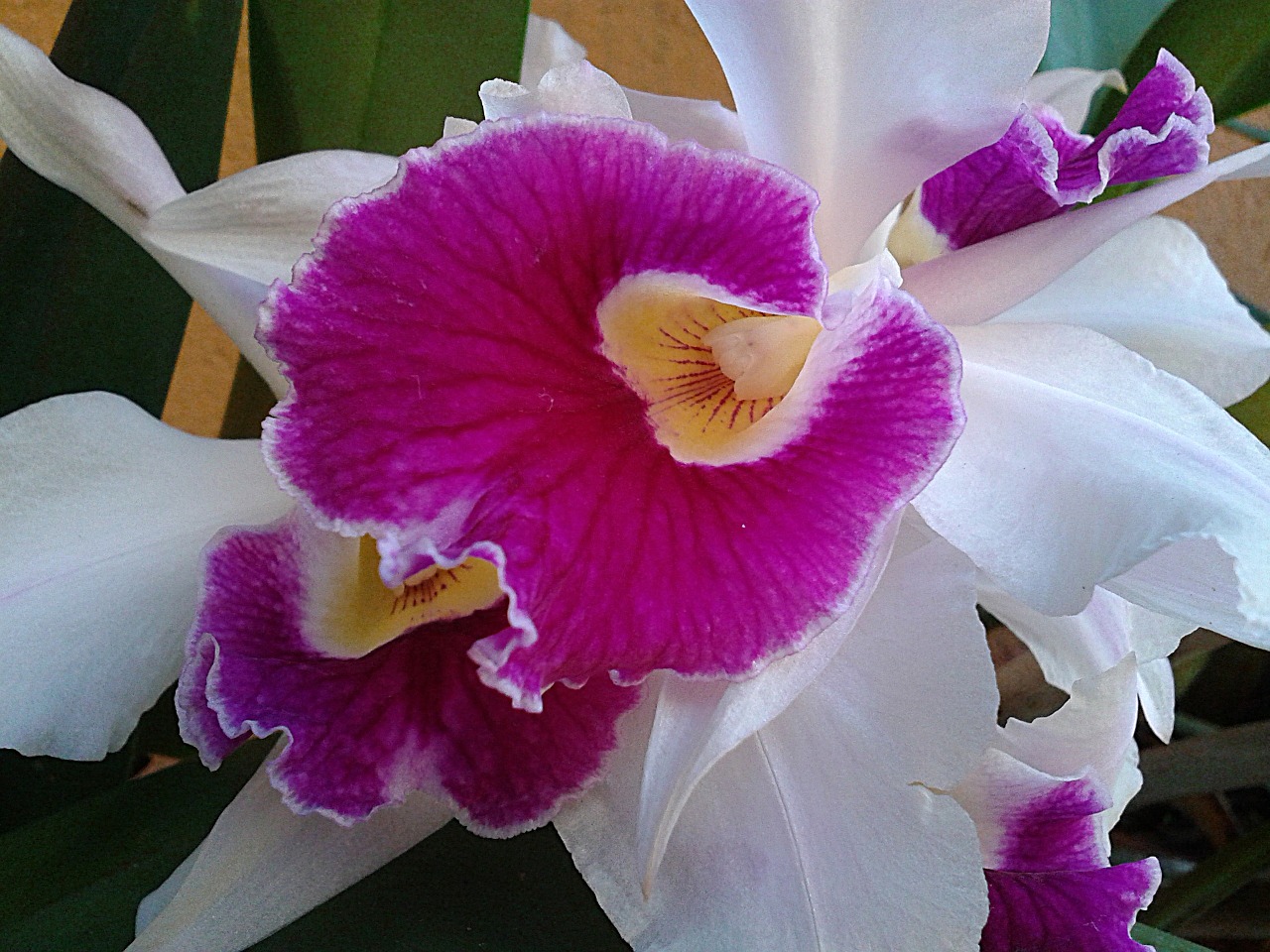 orchid flower nature free photo