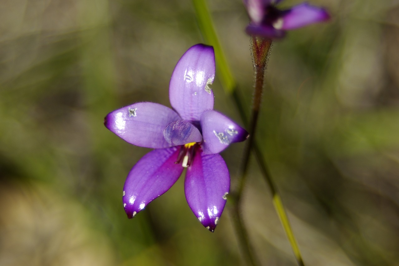 orchid purple australia free photo