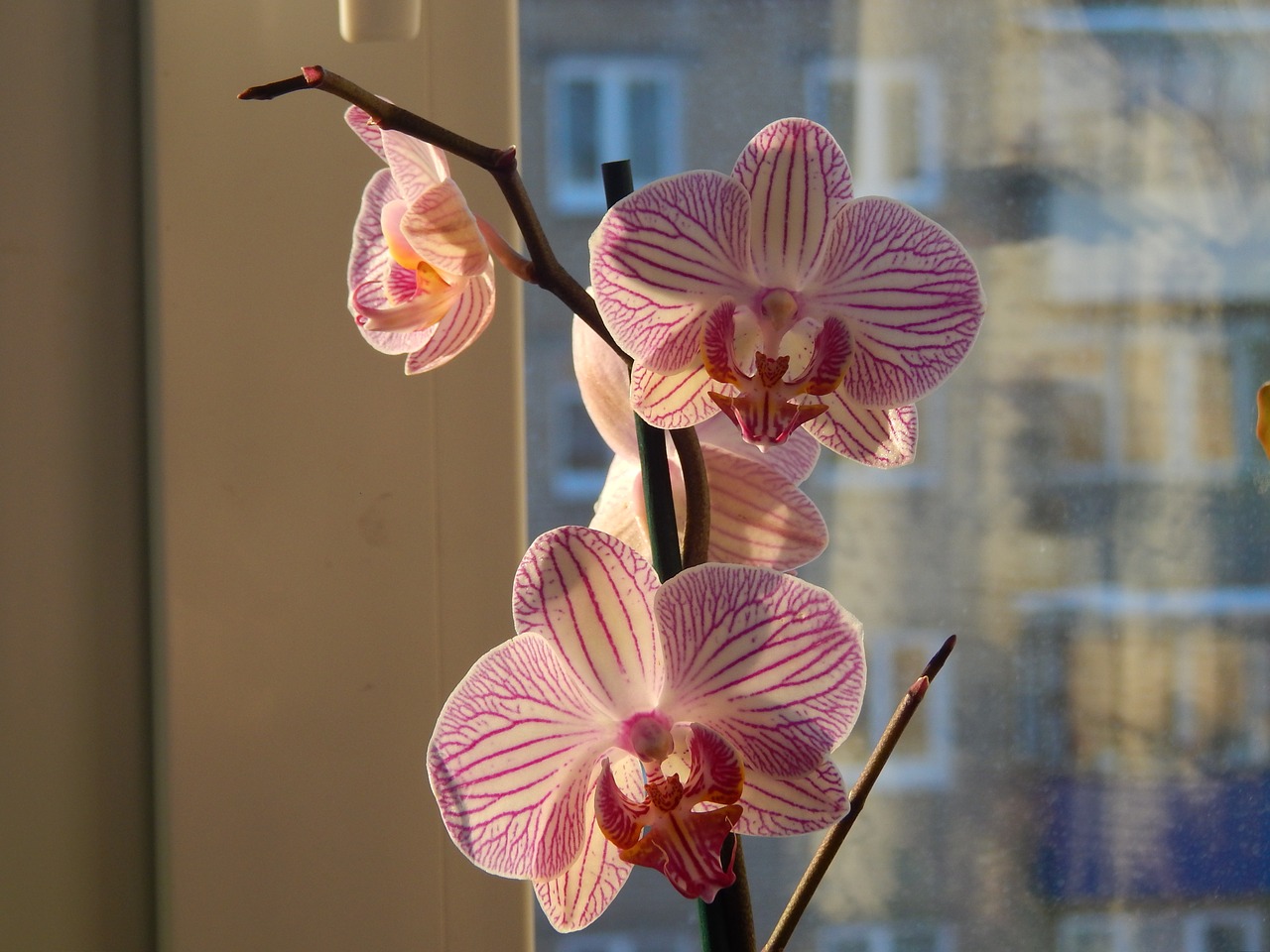 orchid window bloom free photo