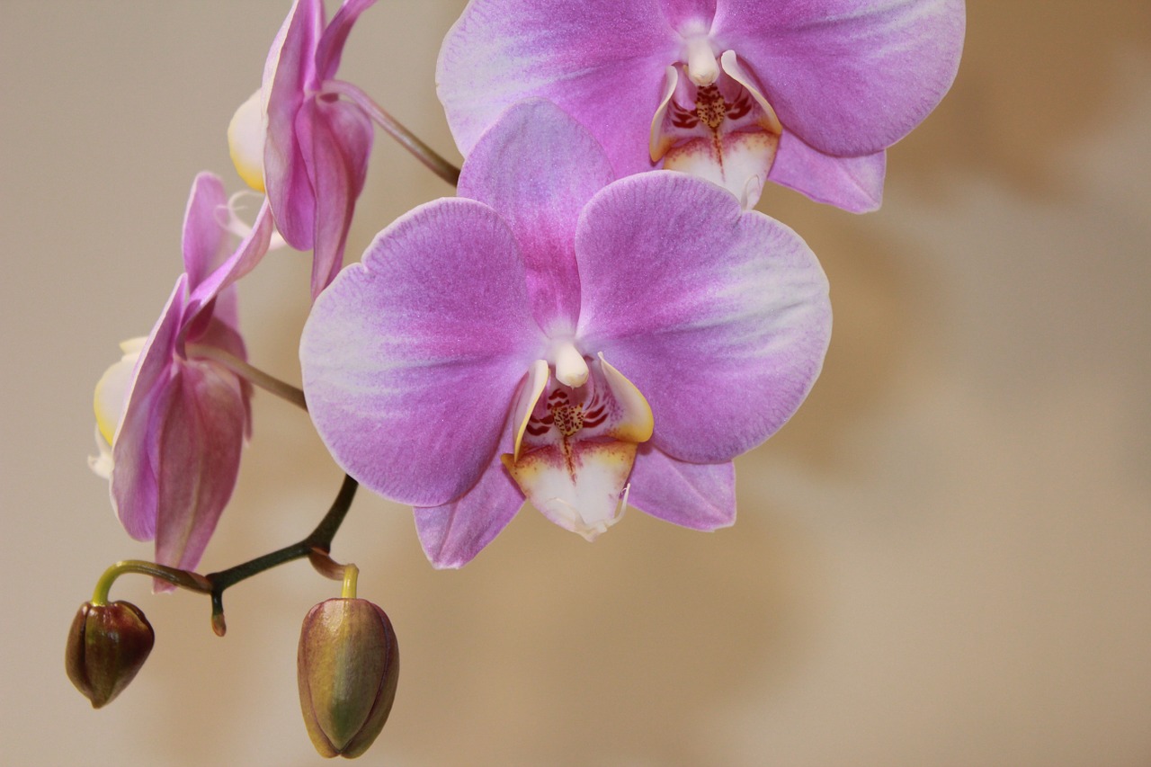 orchid flower flowers free photo