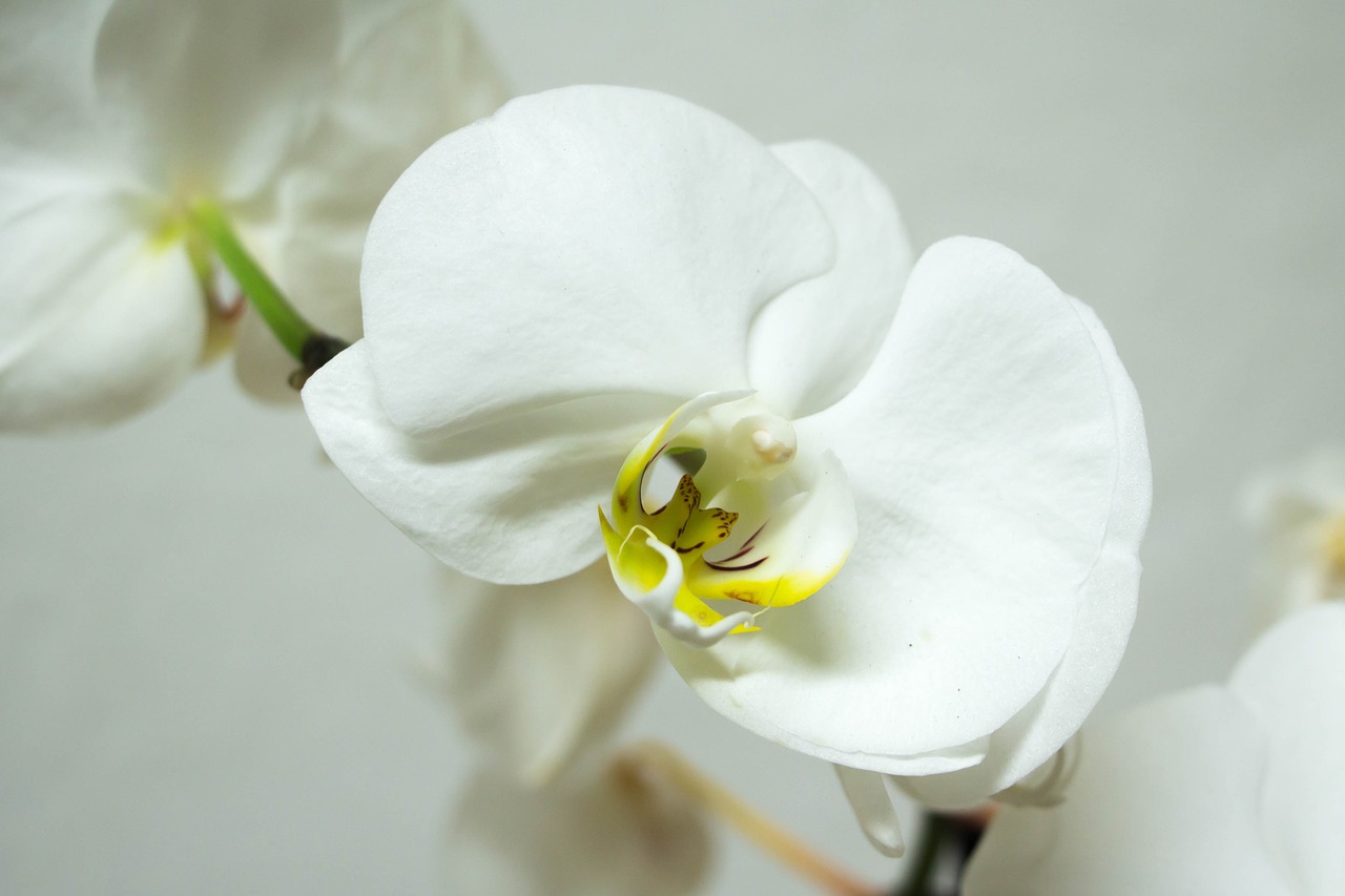 orchid phalaenopsis blossom free photo