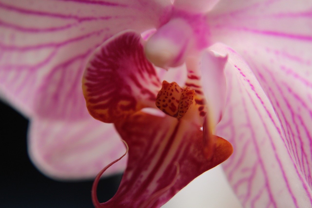 orchid calyx macro free photo