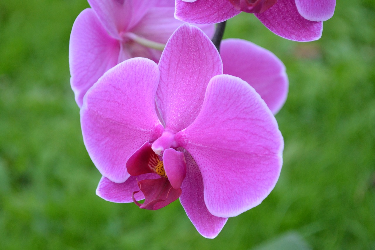 orchid flower pink free photo