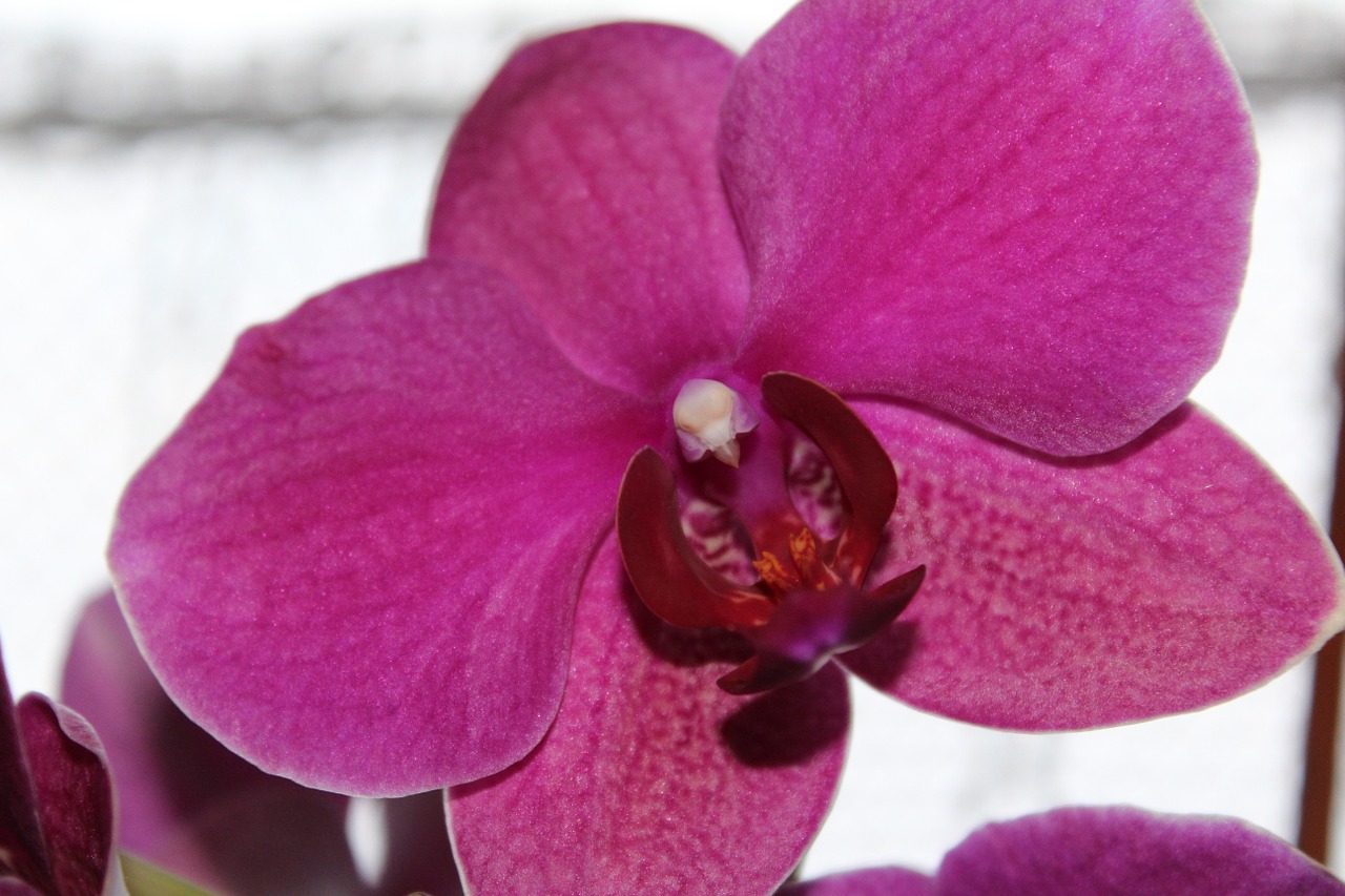 orchid flower blossom free photo