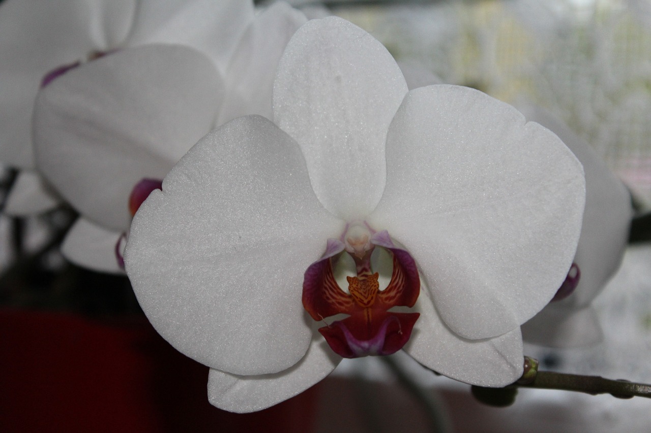 orchid blossom bloom free photo