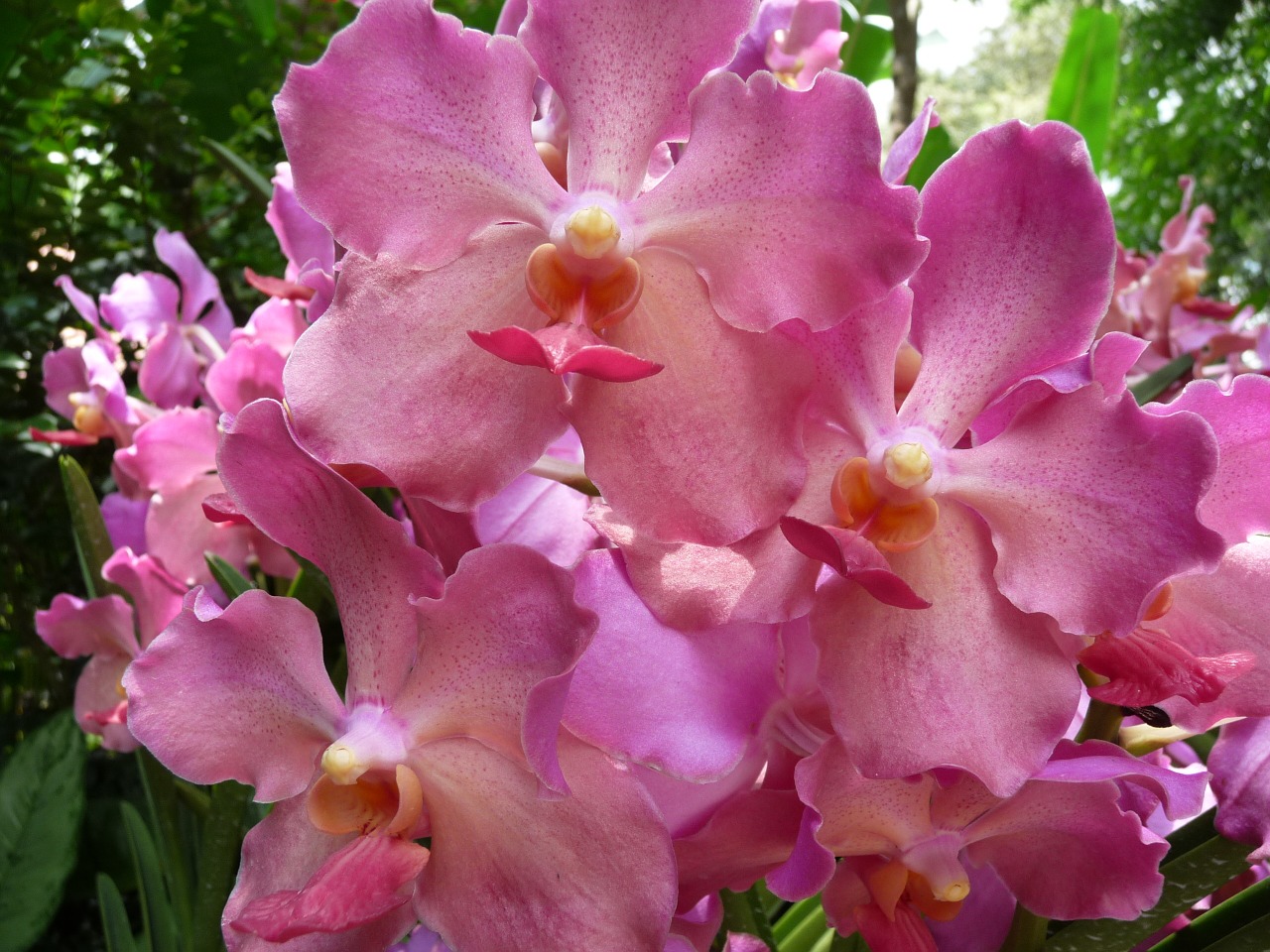 orchid pink tropical free photo