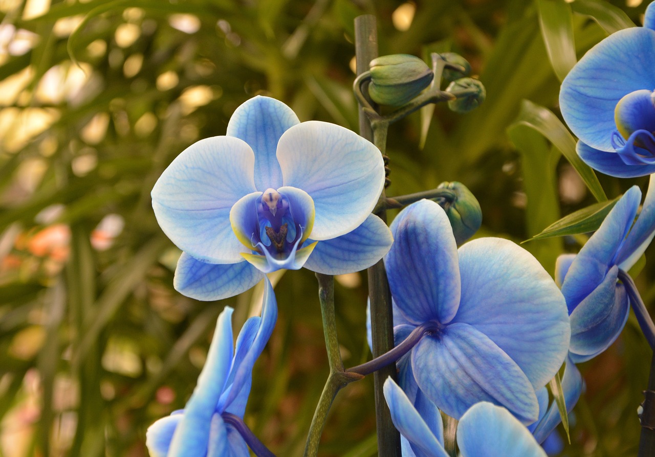 orchid blue flower plant free photo