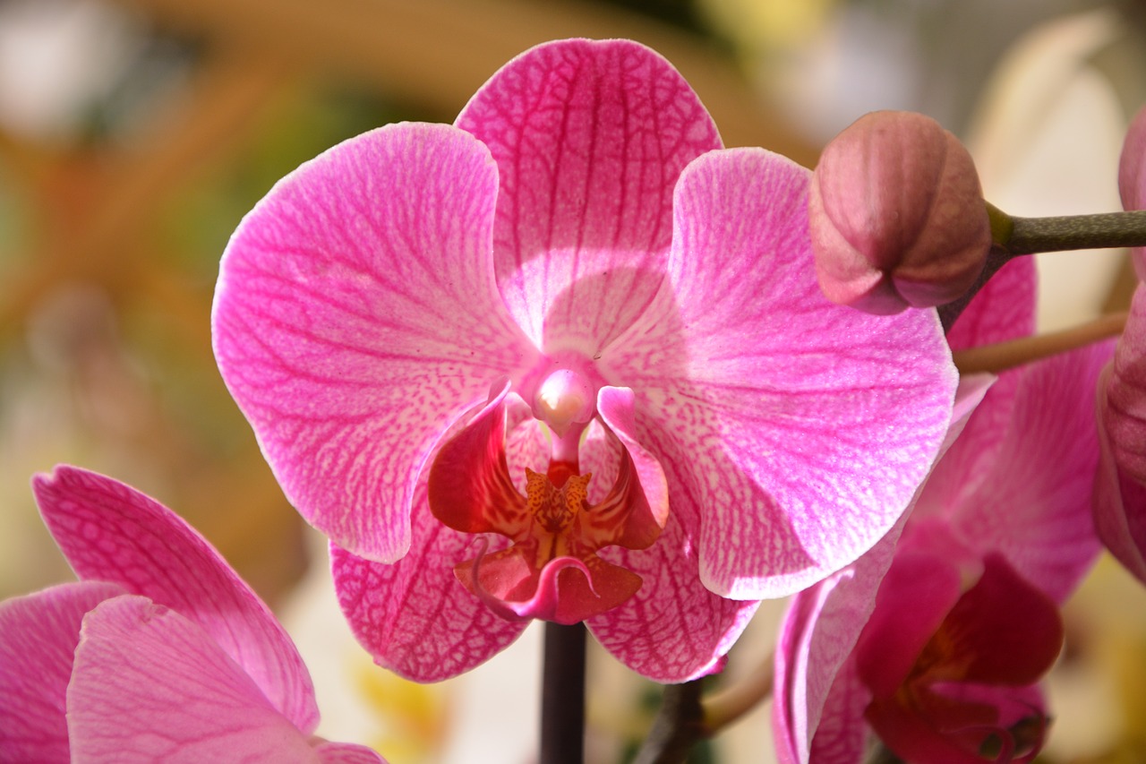 orchid bright pink offer events plant free photo