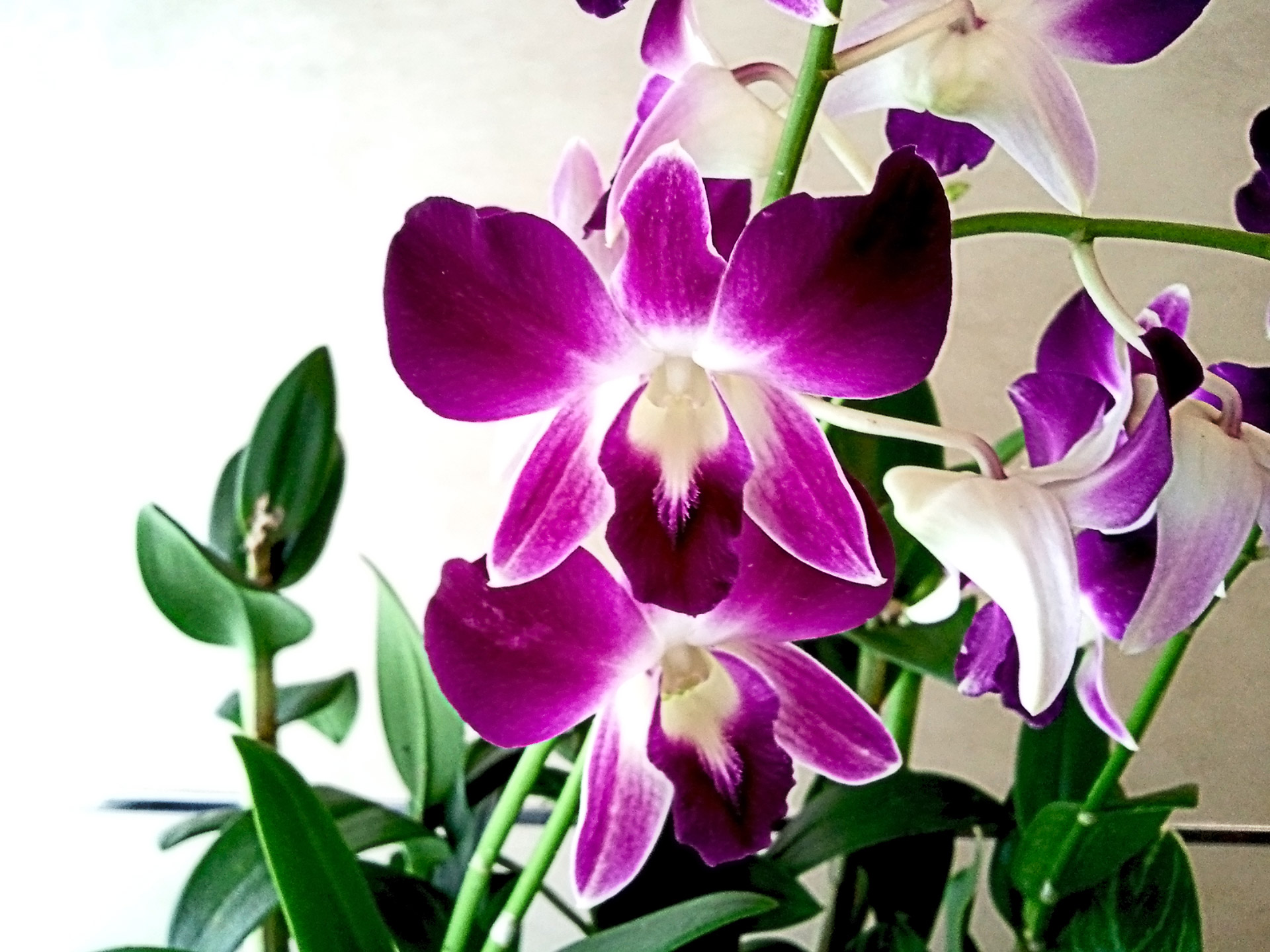 orchid flower 1 free photo