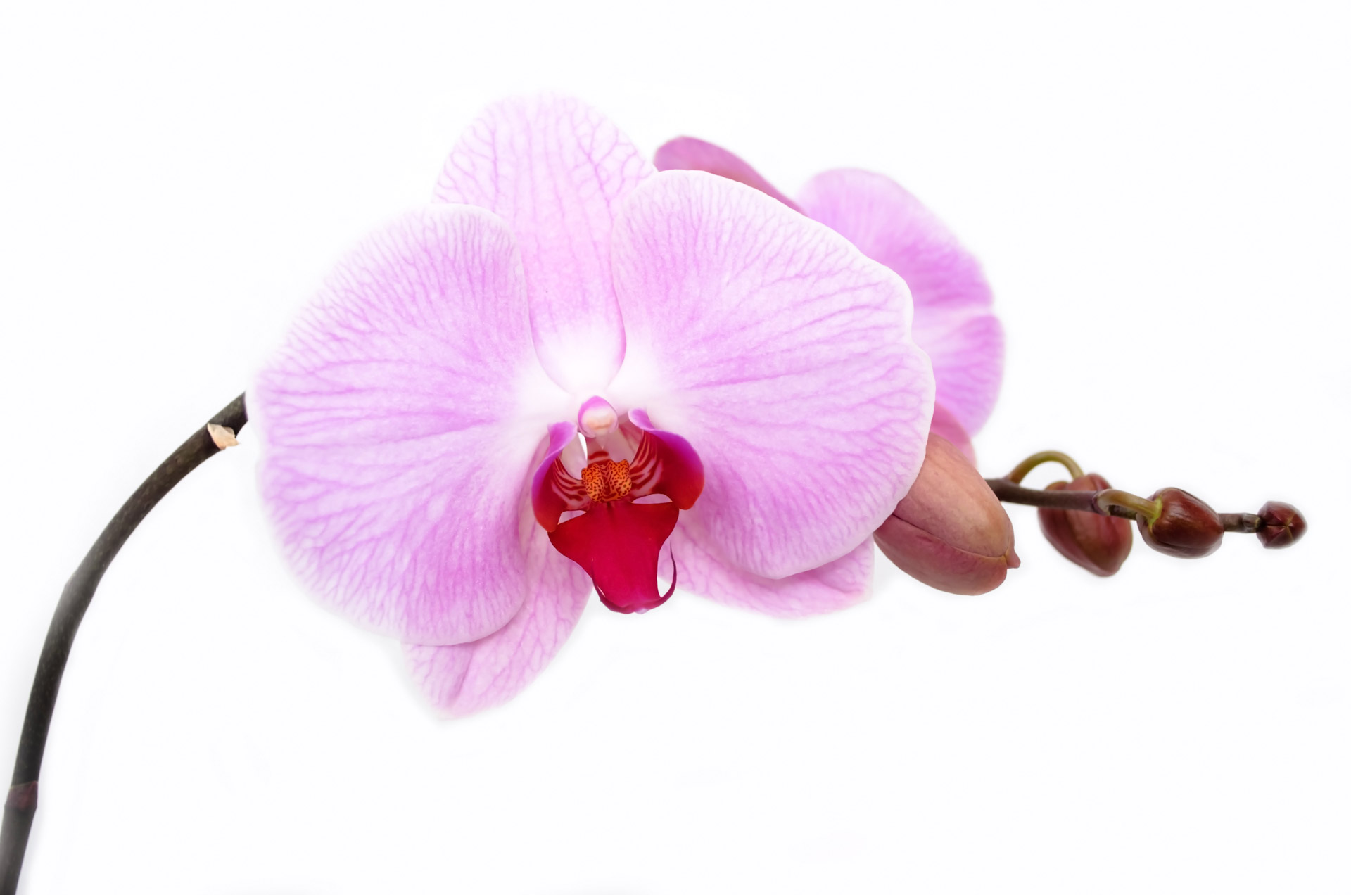 orchid flower isolated free photo