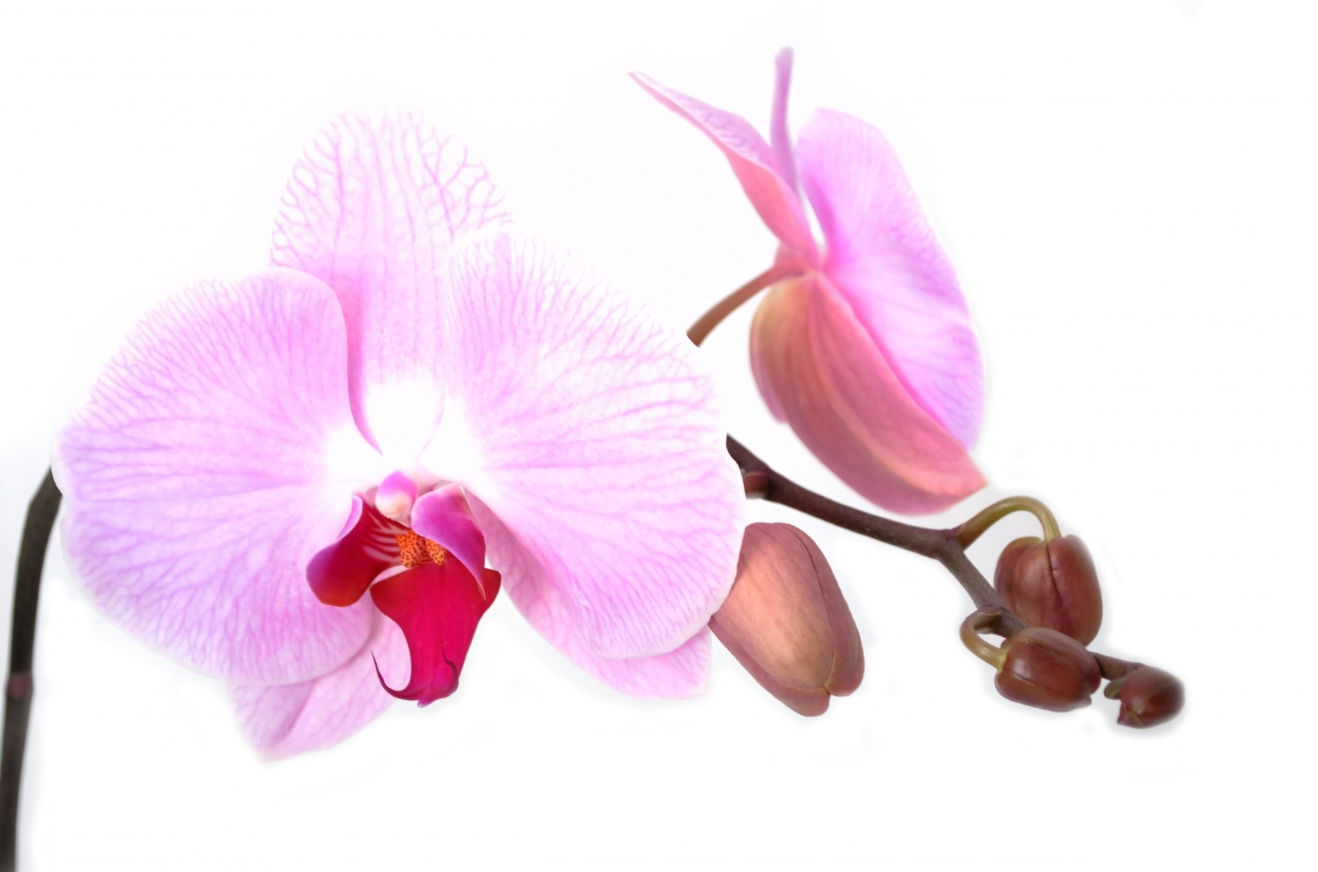 Ветка Орхидеи