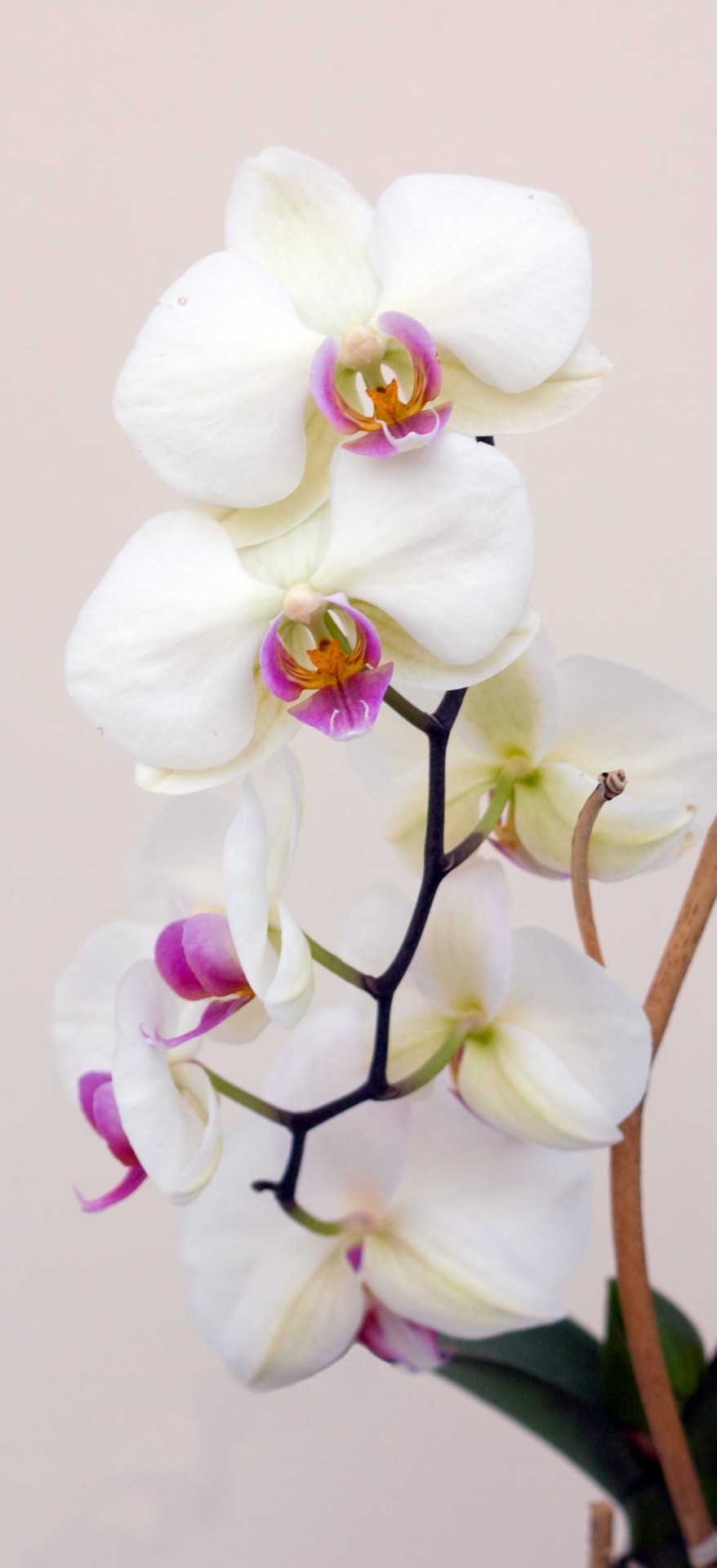 orchid flower flowers free photo