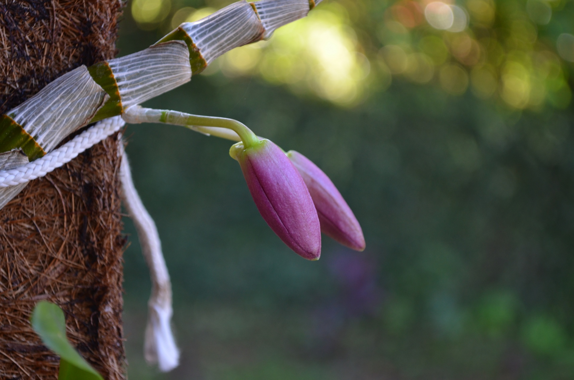 orchid flower brazil free photo