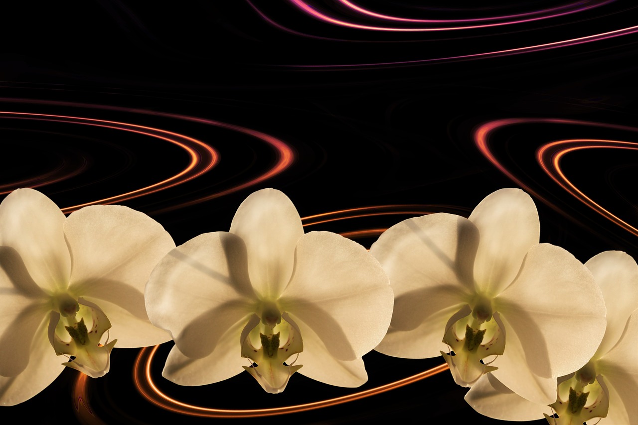 orchid flower orchid background free photo