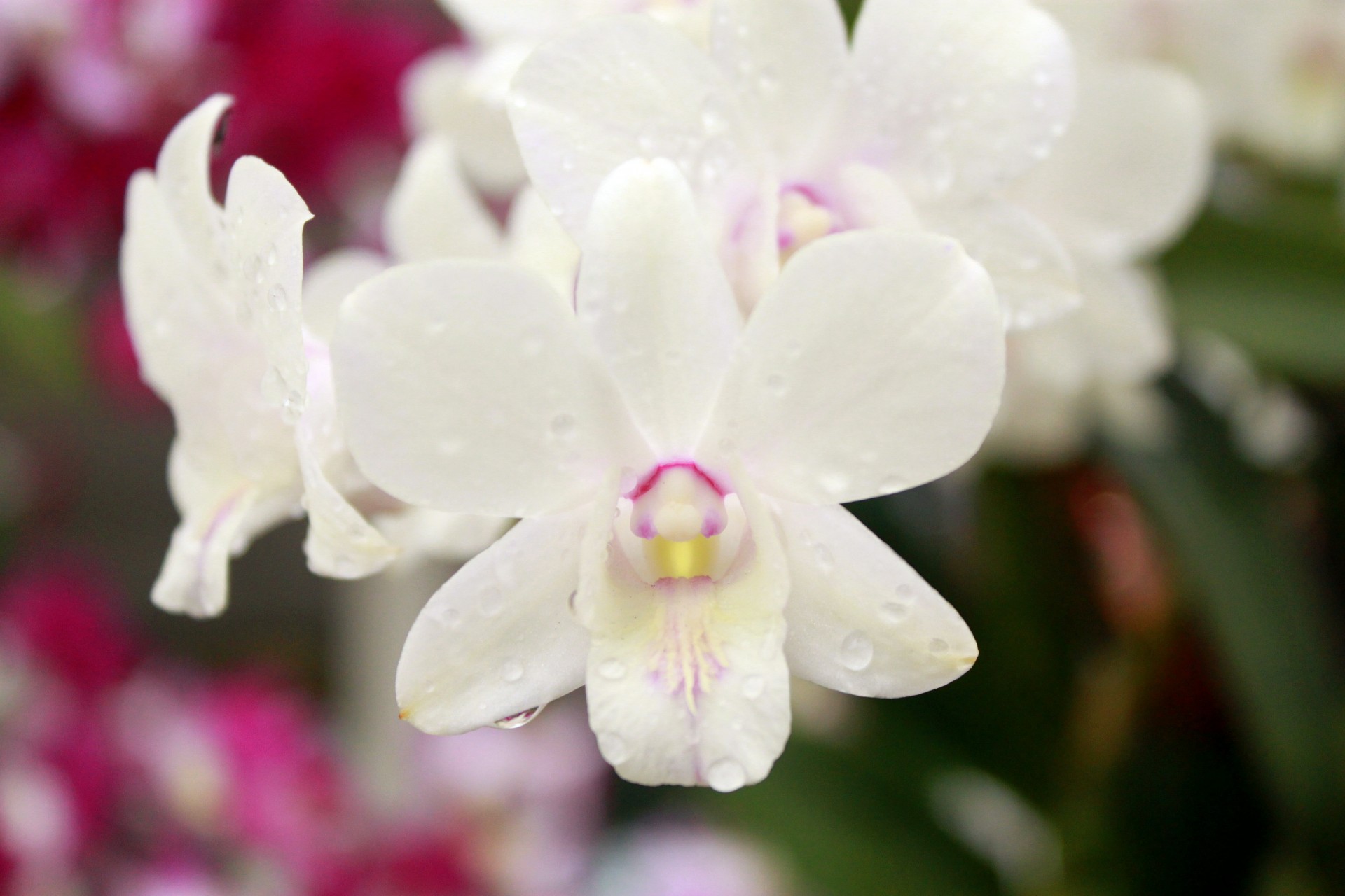 orchid flower blossom free photo