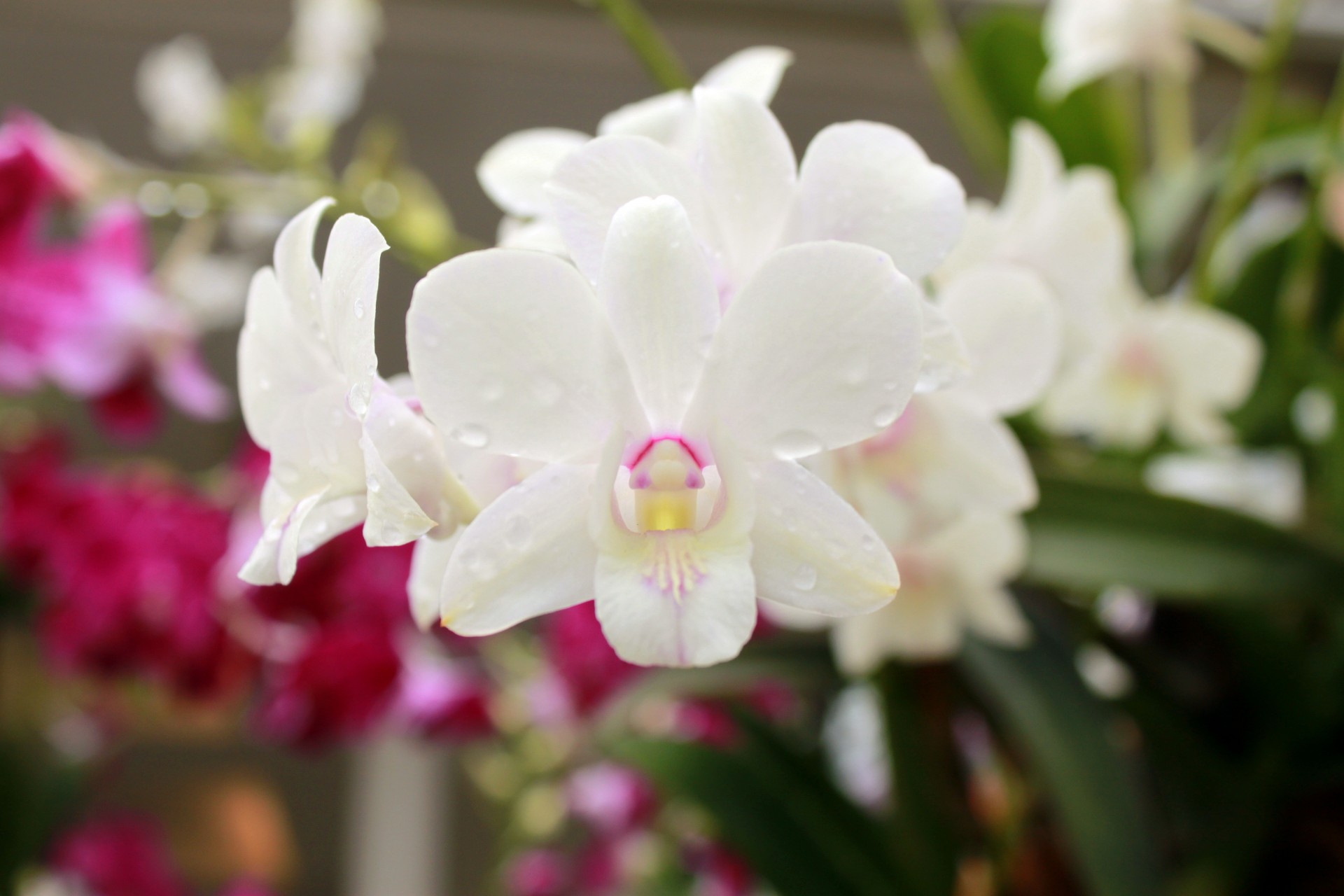 orchid flower blossom free photo