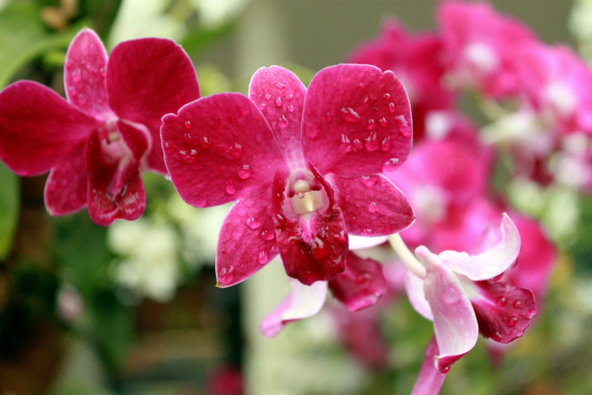 orchid flower blossom free photo