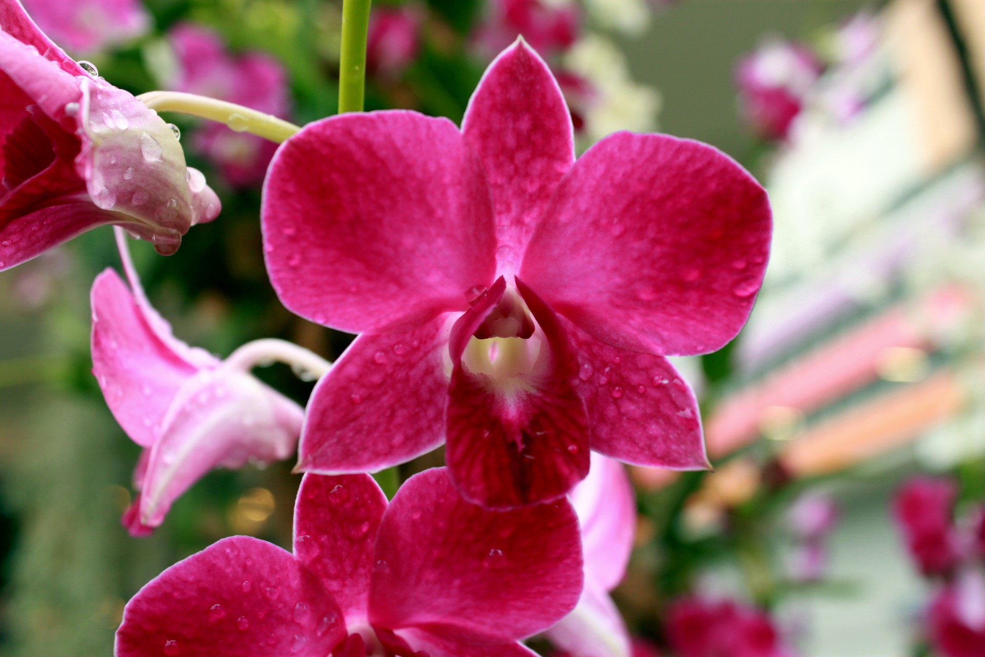 orchid flower blossom free photo