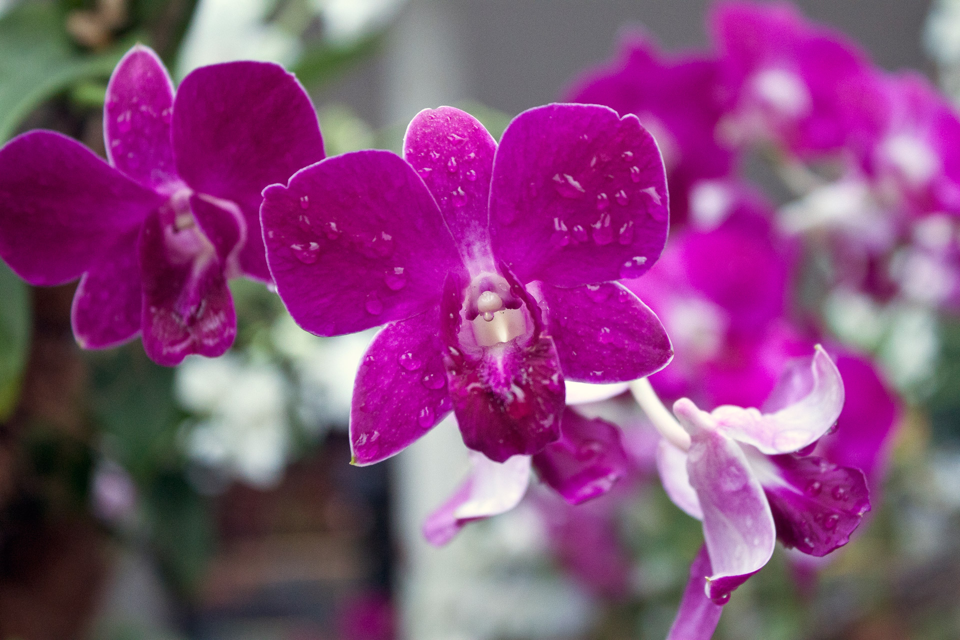 orchid flower singapore free photo