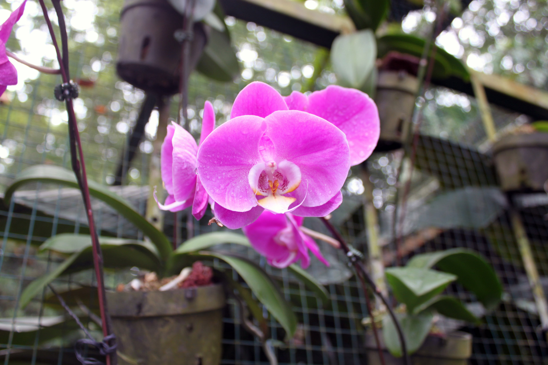 orchid flower singapore free photo