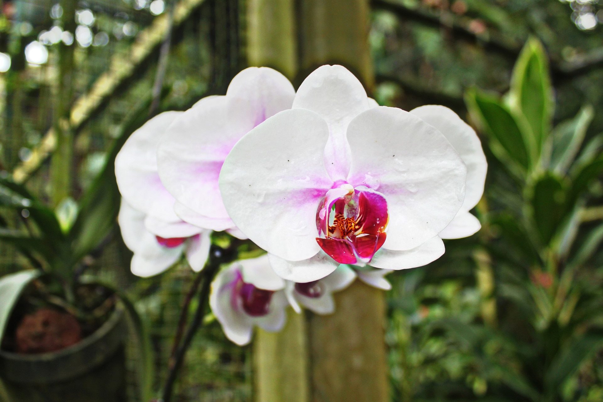 orchid flower orchid flower free photo