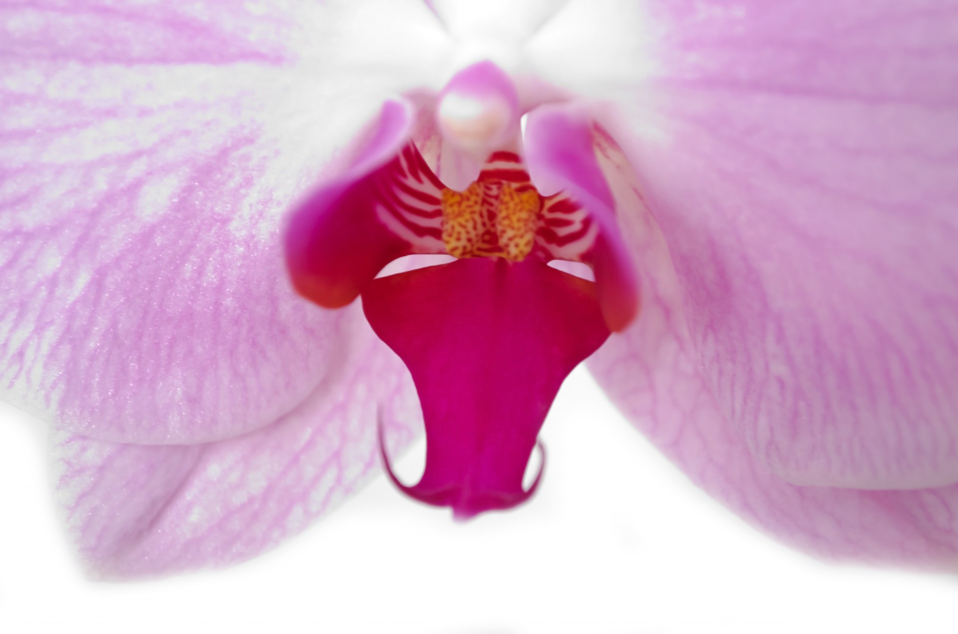 orchid flower isolated free photo